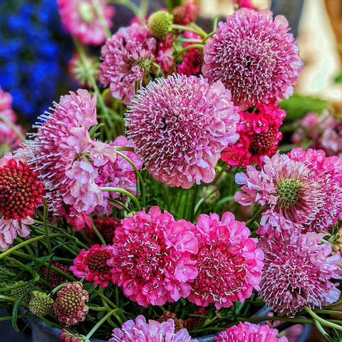 Scabiosa IMPERIAL MIX Seeds - 200 Non-GMO Scabiosa atropurpurea Seed Pack for Tall Double Pincushion Blooms