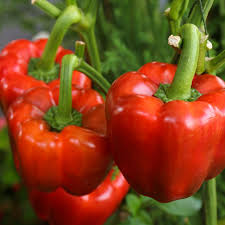 California Wonder Pepper Seeds - Heirloom Capsicum annuum, Sweet & High-Yield