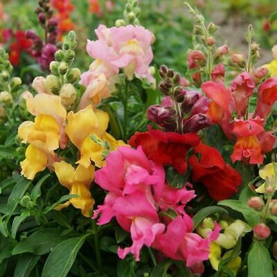 Antirrhinum majus Magic Carpet Mix Snapdragon Seeds – 1000+ Seeds, Double-Petaled, Pollinator-Friendly