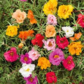 Moss Rose Double Mix Seeds (500) Portulaca grandiflora - Low-Growing Peony-Bloom, Drought-Tolerant