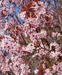 Prunus Cerasifera 'Cherry Plum Black' - 3 Unrooted 6" Cuttings