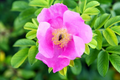 35 Rosa Canina Seeds - Pink Flowering Dog Rose Seed Pack for Garden, Edible Rose Hips