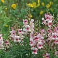 Antirrhinum majus Lucky Lips Snapdragon Seeds – 1000+ Bi-Color Blooms