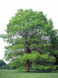 White Oak (Quercus alba) Bare Root Seedlings — 5 Live Trees 6-12" Tall