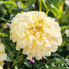 African Marigold Moonlight Seeds (50) - Tagetes erecta, 18-24", Double Yellow, Non-GMO, Bee-Friendly