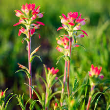 Castilleja coccinea Indian Paintbrush Seeds - 50 Seeds for Native Wildflower Garden