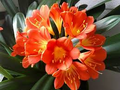 Clivia Miniata Bush Lily Bare Root Plant – Orange Blooms, 15 Leaves