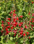 Red Scarlet Sage Salvia Seeds - 500 Non-GMO Seeds, Hummingbird & Pollinator Friendly, Annual & Perennial