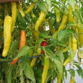 Hungarian Yellow Wax Hot Pepper Seeds (Capsicum annuum) - 30 Seeds, Heirloom