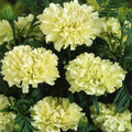 African Marigold Kilimanjaro White Seeds - 50 Non-GMO, Tall Creamy Flowers for Garden & Cut Flowers