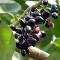 Black Java Plum (Syzygium cumini) – 12" Live Fruit Tree | Indian Jamun Starter Plant