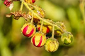 Litchi Tomato Seeds (Solanum sisymbriifolium) – 25 Seeds, Rare Heirloom
