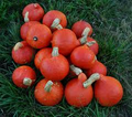 Red Kuri Squash Seeds (Cucurbita maxima) - 10 Seeds, Heirloom, Non-GMO, Winter Squash