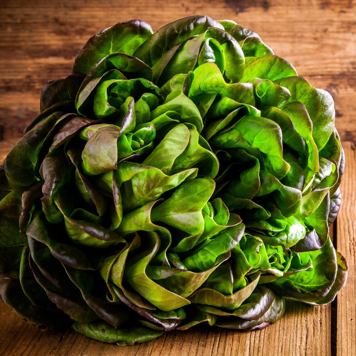 Bronze Mignonette Butterhead Lettuce Seeds (1g) Lactuca sativa - Heirloom, Non-GMO
