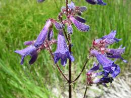 Penstemon Wilcoxii (Wilcox's Beardtongue) Seeds - 100 mg for Planting, Native Wildflower