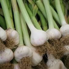 Gilroy California White Garlic - 5 Bare Root Bulbs | Heirloom Hardneck, High-Yield Allium sativum