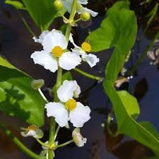 Sagittaria latifolia Broadleaf Arrowhead Roots - 5 Starter Aquatic Plants