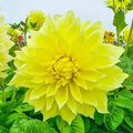 Dahlia Kelvin Floodlight Live Tuber - Yellow Dinnerplate 36-48"