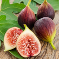 Fig Tree Cutting (Ficus carica), 17" Rooted Starter Plant with Pot - Ready to Plant