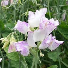 Sir Jimmy Shand Sweet Pea Seeds – Cream & Blush Bi-Color, Climbing Vine, 50+ Seeds