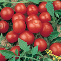 Tiny Tim Micro Dwarf Tomato Seeds - 30 Count | Solanum lycopersicum