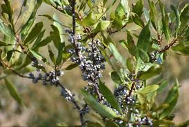 Bayberry Bush Myrica pensylvanica - Live Bare Root Plant (1) for Privacy & Landscaping