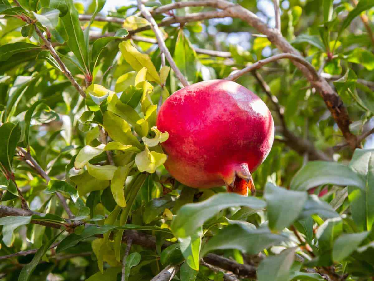 Pomegranate Unrooted Cuttings (Punica granatum) - 8 x 9" Organic