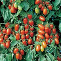 Juliet Tomato Seeds (F1 Hybrid) – 60 Days to Maturity, Non-GMO, Crack-Resistant, Indeterminate Vine