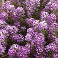 Alyssum Seeds - Sweet Dwarf Royal Carpet (Lobularia maritima) 1000 Seeds | Ground Cover, Fragrant, Purple
