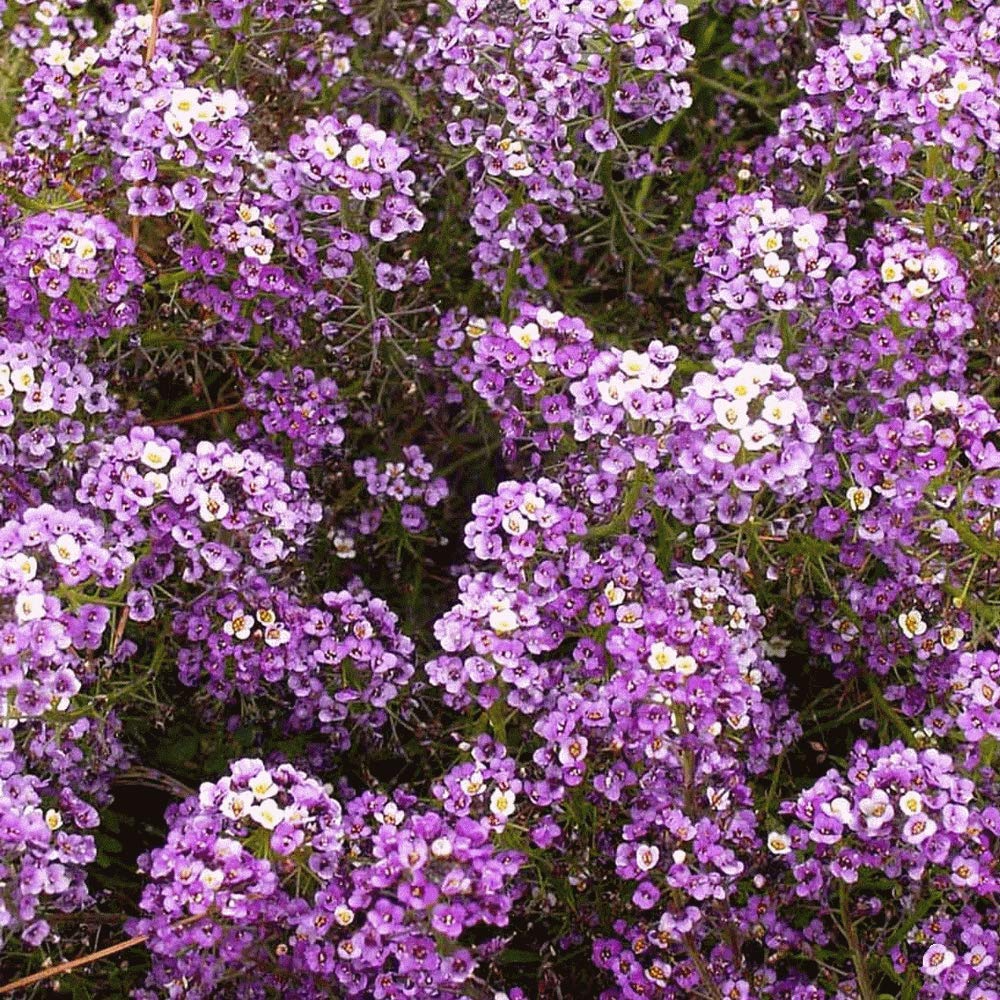 Alyssum Seeds - Sweet Dwarf Royal Carpet (Lobularia maritima) 1000 Seeds | Ground Cover, Fragrant, Purple