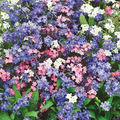 Forget-Me-Not Seeds Mixed Colors (500 Seeds) - Myosotis, Perennial, Early Bloomers