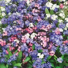 Forget-Me-Not Seeds Mixed Colors (500 Seeds) - Myosotis, Perennial, Early Bloomers
