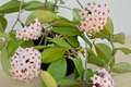 Hoya Carnosa (Wax Flower) Live Plant - 5" Tall in 3" Pot, Easy-Care Porcelain Flower