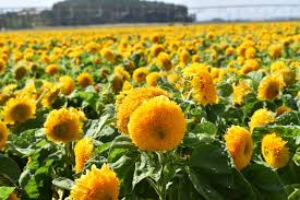 Teddy Bear Sunflower Seeds (1 Gram) - Dwarf Sungold, Fuzzy Bloom, For Pots & Gardens