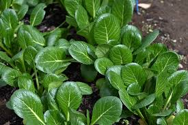 Komatsuna Tendergreen Mustard Green Spinach Seeds (500mg) Heirloom Brassica rapa var. perviridis