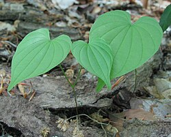 Wild Yam Plants (Dioscorea villosa) - Bare Root Perennials, 3 Plants