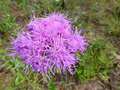 Florida Paintbrush Seeds (Carphephorus corymbosus) - 25 Seeds