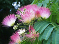 2 Pink Silk Mimosa Trees 6" Seedlings | Fragrant Powder Puff Flowers | Attracts Butterflies & Hummingbirds