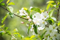 Roselow Sargent Crabapple Tree (Malus sargentii) Bare Root - 10-12"
