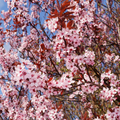 Prunus Cerasifera Cherry Plum Cuttings – 3 Unrooted 6", Dark Purple Foliage, Pink Flowers, Edible Fruit