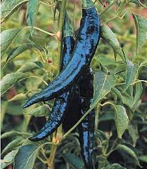 Pasilla Bajio Chilaca Pepper Seeds - Heirloom, Non-GMO, Mild Heat, Smoky Flavor