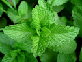 Peppermint Seeds | Mentha piperita | Heirloom, Non-GMO, 500 Seeds
