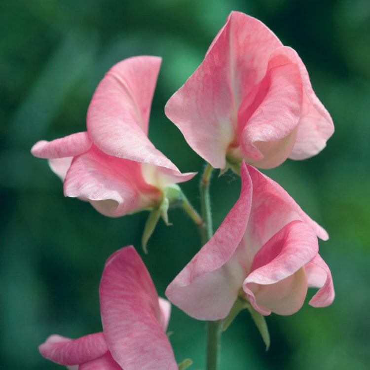 Sally Ann Sweet Pea Seeds - Creamy White Blooms, Climbing Vine (50+ Seeds) | Lathyrus odoratus