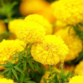 Mary Helen Marigold Seeds - Golden-Yellow Double Blooms, 25+ Seeds