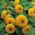 Teddy Bear Dwarf Sunflower Seeds (1g) - Sungold, Fully Double, Pollen-Free