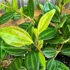 Peperomia angulata ‘Funky Frog’ - 5 Unrooted 4" Live Cuttings (Variegated, Trailing)