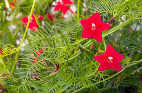 Hummingbird Vine Seeds - Mixed Colors (Ipo. quamoclit) Cardinal Climber, 20 Seeds