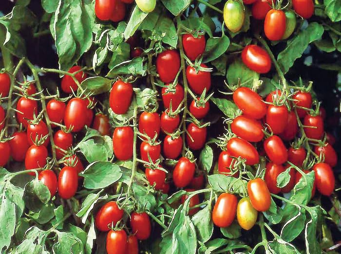 30 Baby Roma Tomato Seeds - Heirloom Mini Plum Tomatoes, High-Yield