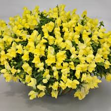 Candy Showers Yellow Snapdragon Seeds (Antirrhinum majus) - 1000+ Seeds