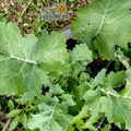 Kale Dwarf Siberian Improved Seeds - 300 Non-GMO Heirloom Kale Brassica oleracea
